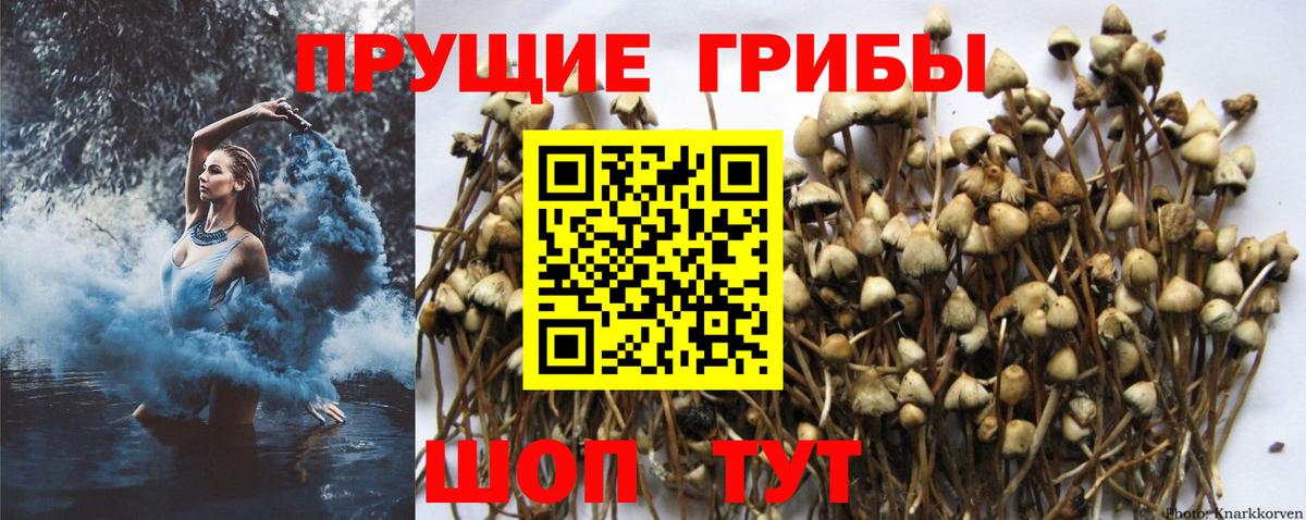 Туймазы  где купить наркотик  Вход с VPN  Псилоцибиновые грибы Cubensis 